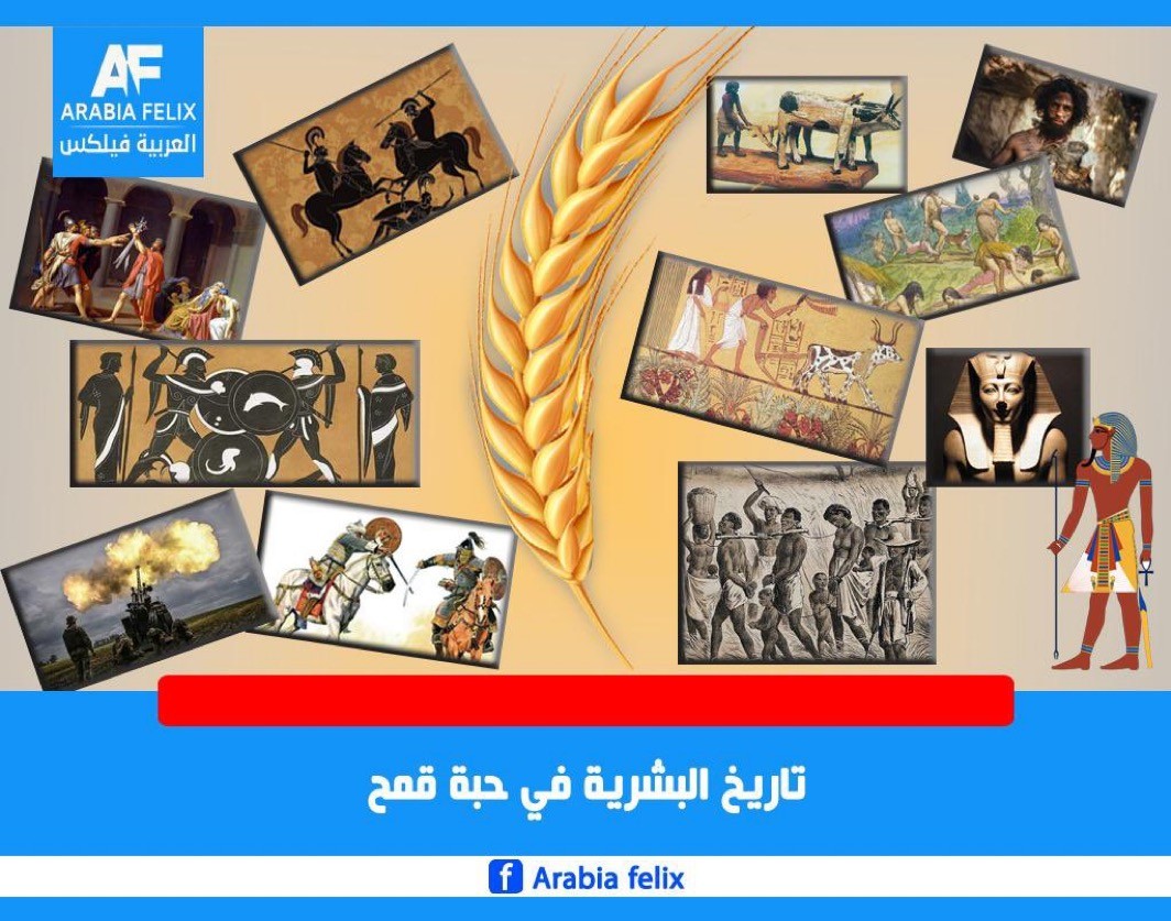 تاريخ البشرية في حبة قمح.. طريق القمح.. والانسان الاول ..